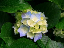 Hydrangeas (Small)